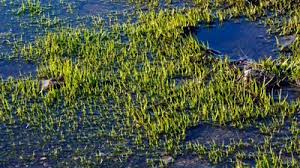 Attēlu rezultāti vaicājumam “Isoetes lacustris leaf”