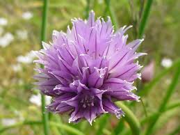 Image result for Allium schoenoprasum