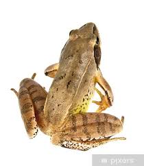 Attēlu rezultāti vaicājumam “Rana temporaria”