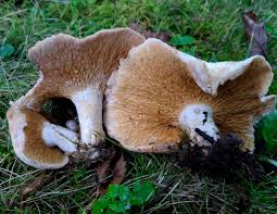 Attēlu rezultāti vaicājumam “Reticularia jurana”