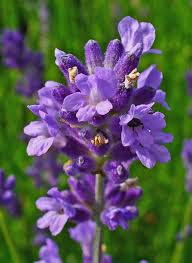 Attēlu rezultāti vaicājumam “Lavandula angustifolia flower”