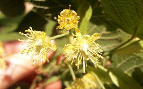 Attēlu rezultāti vaicājumam “Tilia platyphyllos subsp. cordifolia”