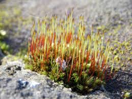 Attēlu rezultāti vaicājumam “Tortula muralis”