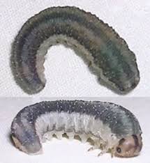 Attēlu rezultāti vaicājumam “Rhogogaster picta”