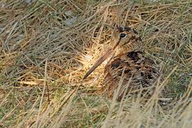 Attēlu rezultāti vaicājumam “Scolopax rusticola eggs”
