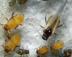 Attēlu rezultāti vaicājumam “Chaitophorus populeti”