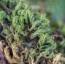 Attēlu rezultāti vaicājumam “Zygodon rupestris”