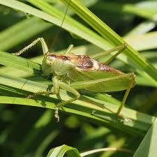 Attēlu rezultāti vaicājumam “Tettigonia cantans”