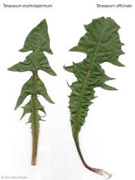 Attēlu rezultāti vaicājumam “Taraxacum officinale aggr. leaf”