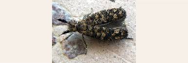 Attēlu rezultāti vaicājumam “Ypsolophidae”