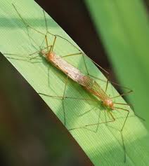 Attēlu rezultāti vaicājumam “Cribraria ferruginea”