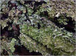 Attēlu rezultāti vaicājumam “Flavoparmelia caperata”