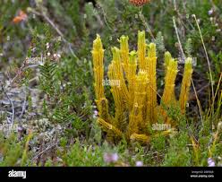 Attēlu rezultāti vaicājumam “Huperzia selago”