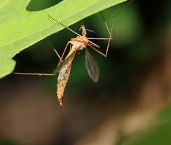 Attēlu rezultāti vaicājumam “Nematocera”