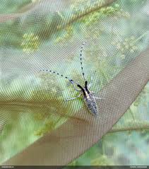 Attēlu rezultāti vaicājumam “Licea minima macro”