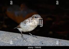 Attēlu rezultāti vaicājumam “Oenanthe oenanthe juvenile”