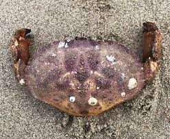 Image result for Cancer borealis