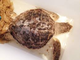 Image result for Lepidochelys kempii