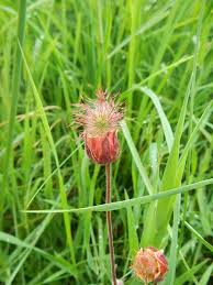 Attēlu rezultāti vaicājumam “Galium rivale flower”