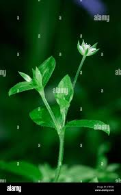 Attēlu rezultāti vaicājumam “Moehringia trinervia bud”