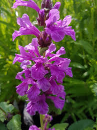 Attēlu rezultāti vaicājumam “Stachys”