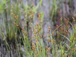 Attēlu rezultāti vaicājumam “Juncus alpinoarticulatus leaf”