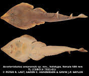 Image result for Acroteriobatus annulatus