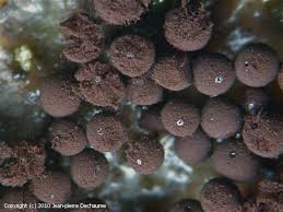 Attēlu rezultāti vaicājumam “Enerthenema papillatum”