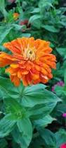 Image result for Zinnia violacea