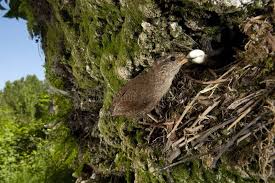 Attēlu rezultāti vaicājumam “Troglodytes troglodytes nest”