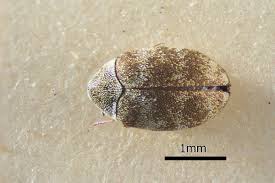 Attēlu rezultāti vaicājumam “Anthrenus sp.”