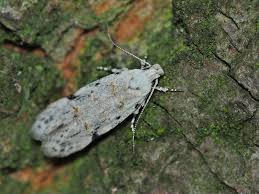 Attēlu rezultāti vaicājumam “Carpatolechia alburnella”