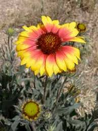Image result for Gaillardia pulchella