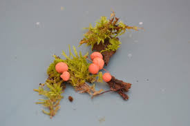 Attēlu rezultāti vaicājumam “Lycogala paraconfusum spores”