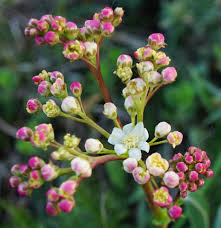 Attēlu rezultāti vaicājumam “Filipendula vulgaris bud”