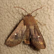 Attēlu rezultāti vaicājumam “Eupsilia transversa”