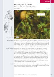 Attēlu rezultāti vaicājumam “Pottiales”