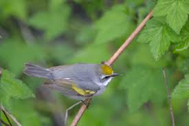 Image result for Vermivora chrysoptera