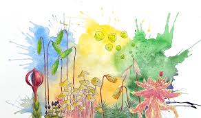 Attēlu rezultāti vaicājumam “Sanionia uncinata  sporophyte”