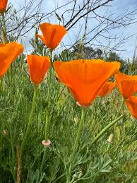 Attēlu rezultāti vaicājumam “Eschscholzia californica”