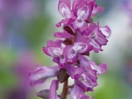 Attēlu rezultāti vaicājumam “Corydalis cava flower”