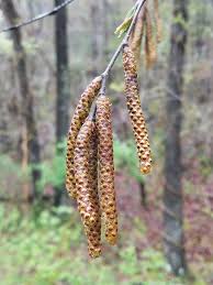 Attēlu rezultāti vaicājumam “Betula alleghaniensis fruit”
