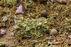 Attēlu rezultāti vaicājumam “Cladonia pyxidata”