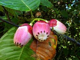 Attēlu rezultāti vaicājumam “Clusiaceae”