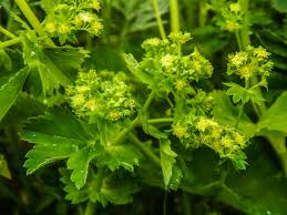 Attēlu rezultāti vaicājumam “Alchemilla subcrenata”