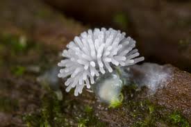 Attēlu rezultāti vaicājumam “Ceratiomyxa fruticulosa young”