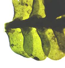 Attēlu rezultāti vaicājumam “Porella platyphylla macro”