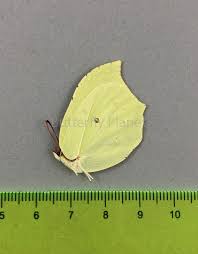 Attēlu rezultāti vaicājumam “Gonepteryx rhamni”