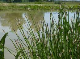 Attēlu rezultāti vaicājumam “Eleocharis palustris flower”