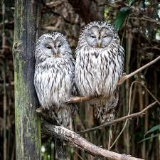 Image result for Strix aluco